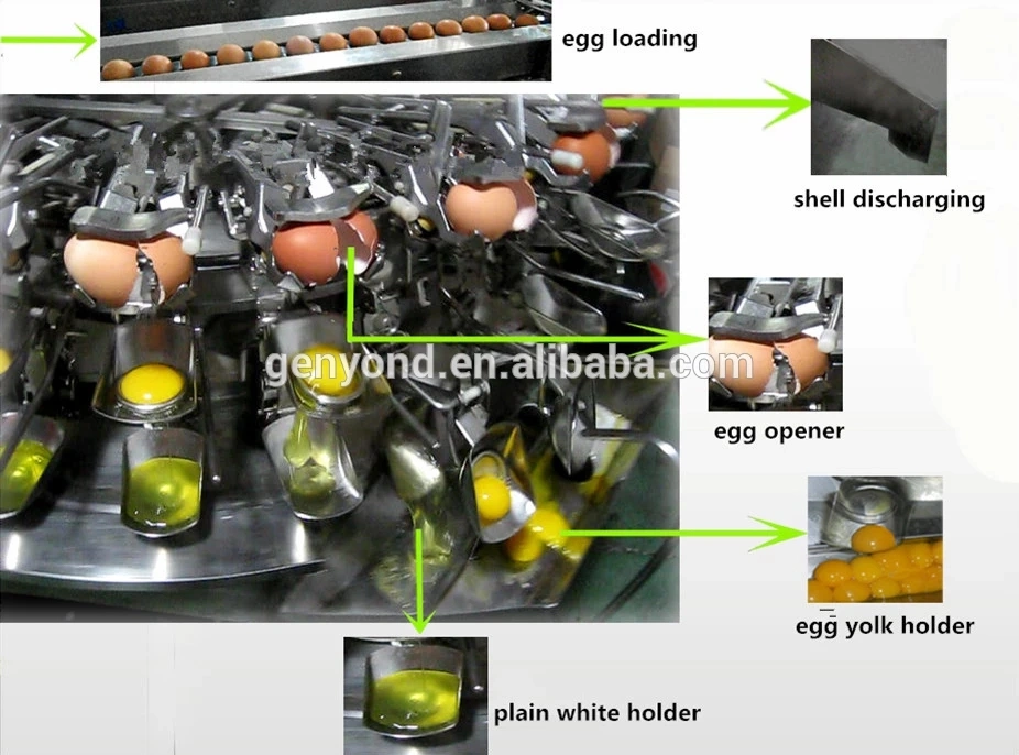 Egg Breaker for Egg Yolk and White Separator