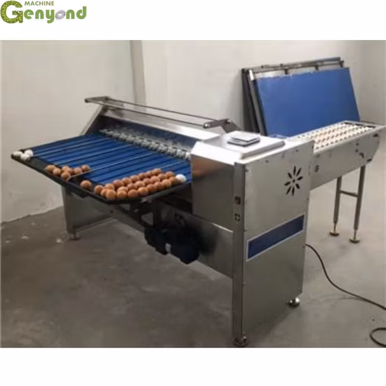 Machine de pesage automatique de nivellement de tri d'oeufs de poulet