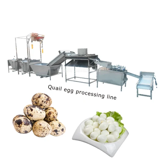 Chaîne de production durable d'ébullition et d'épluchage d'œufs de caille Chaîne de production automatique d'œufs de caille